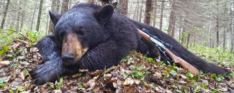 Black Bear laying in woods with rifle leaning over him.